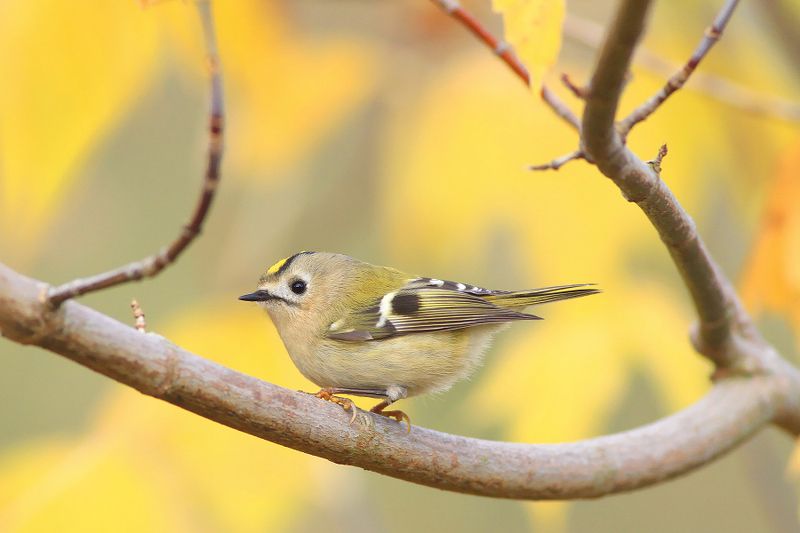 bird,orange,green,wildlife,nature,color,beautiful,scene,woods,scenery,autumn,wild,beauty,forest,birds,natural,nut The Goldcrest Seriesphoto preview