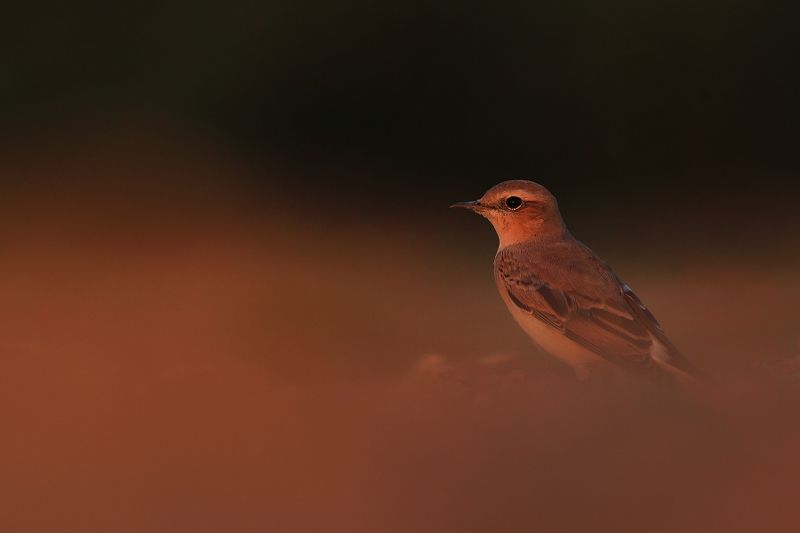 bird,wildlife,nature,red,night,sunset,color,scene,birds,wild,beauty,summer Night is comingphoto preview