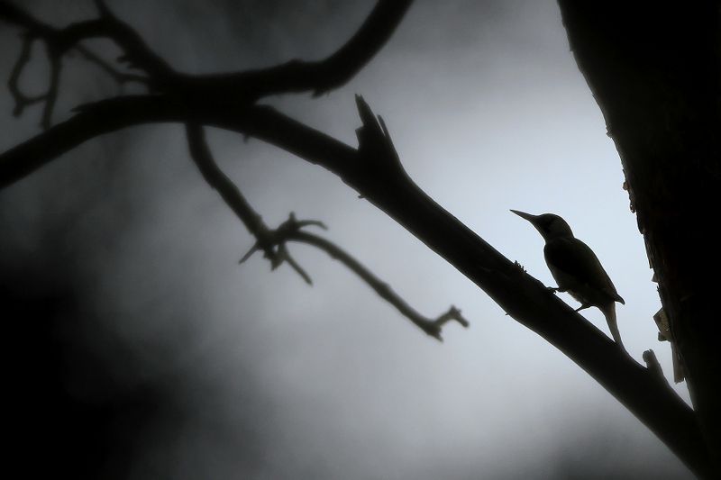 bird,mist,morning,wildlife,nature,beautiful,scene,woods,forest,wood,scenery,spring,wild,beauty,birds,light,dawn The Woodpeckerphoto preview