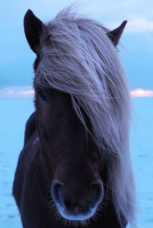 портрет, лошадь, север, арктика, исландия, portrait, horse, north, arctic, iceland Портрет блондинкиphoto preview