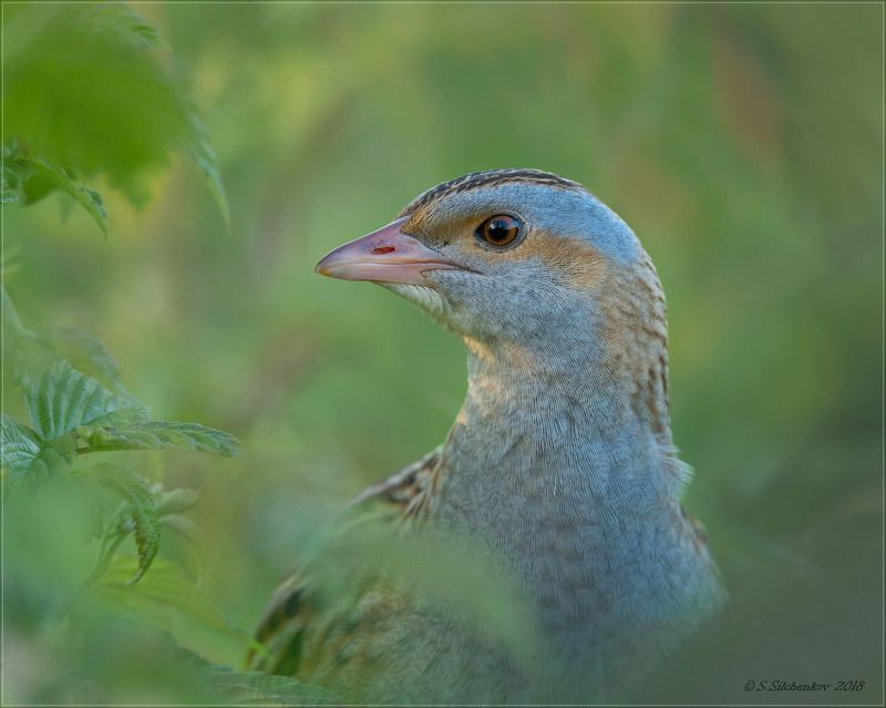 Коростельphoto preview