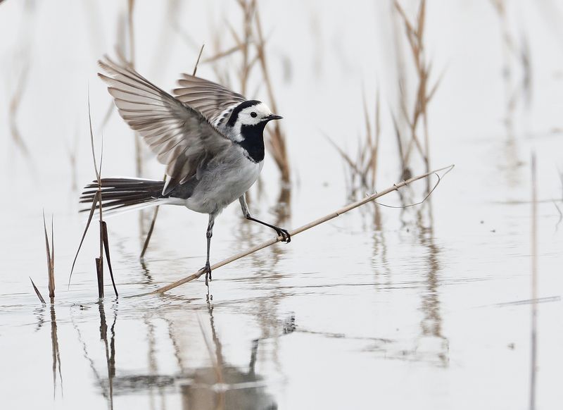 bird, wings, feathers, птица, стърчиопашка, wagtail, water, reeds, white Motacilla alba/ White wagtailphoto preview