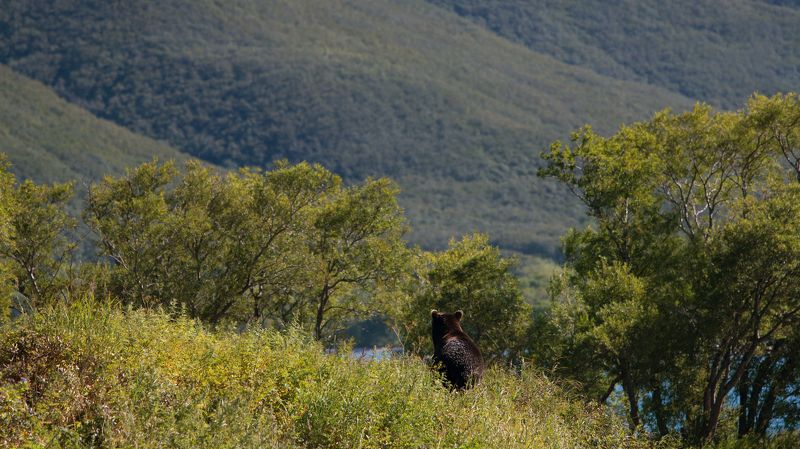 медведь, бурый медведь, камчатка, курильское озеро Медвежий крайphoto preview