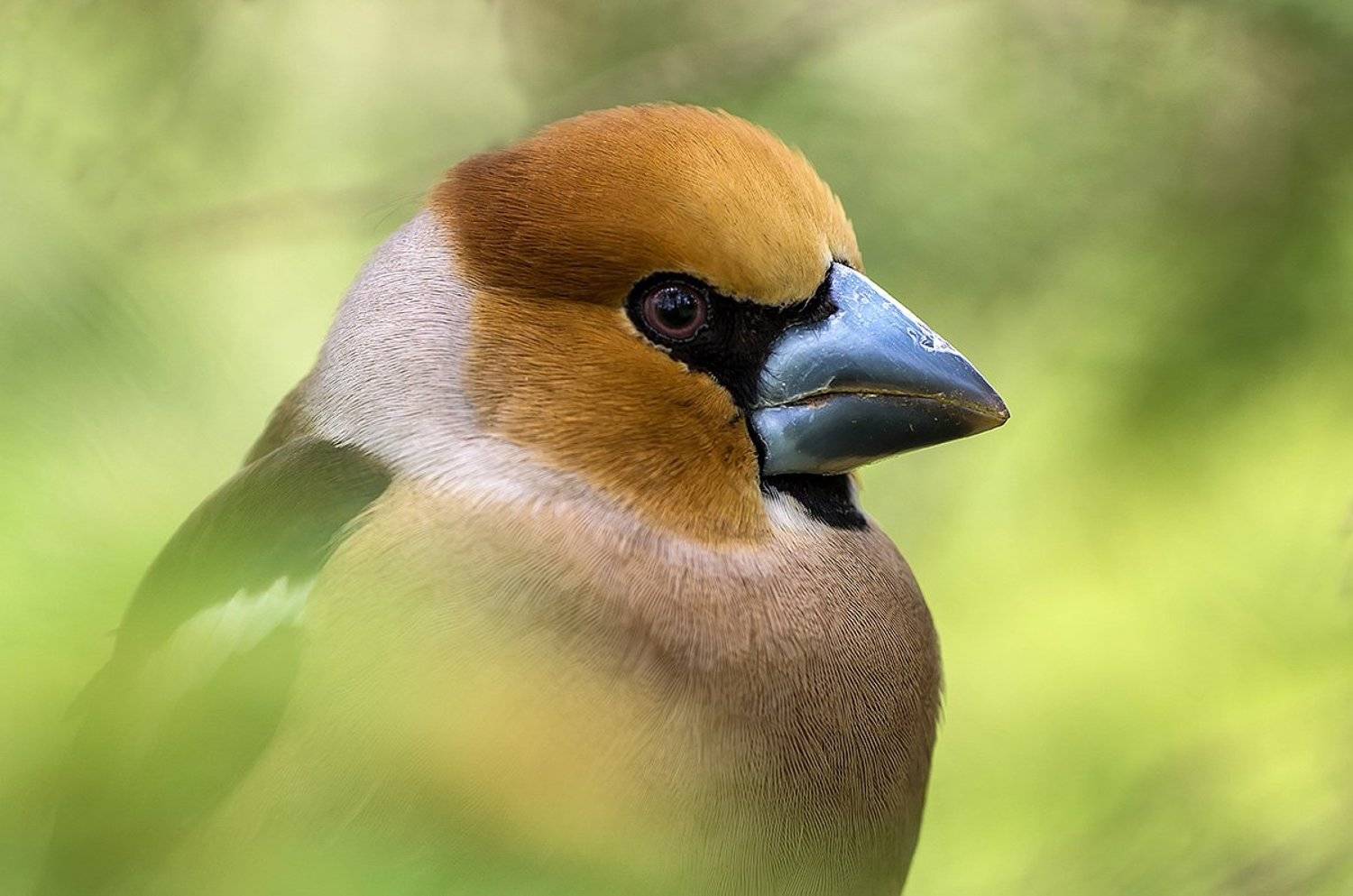 природа, фауна, пернатые, птицы, дубонос, Александр Земляной