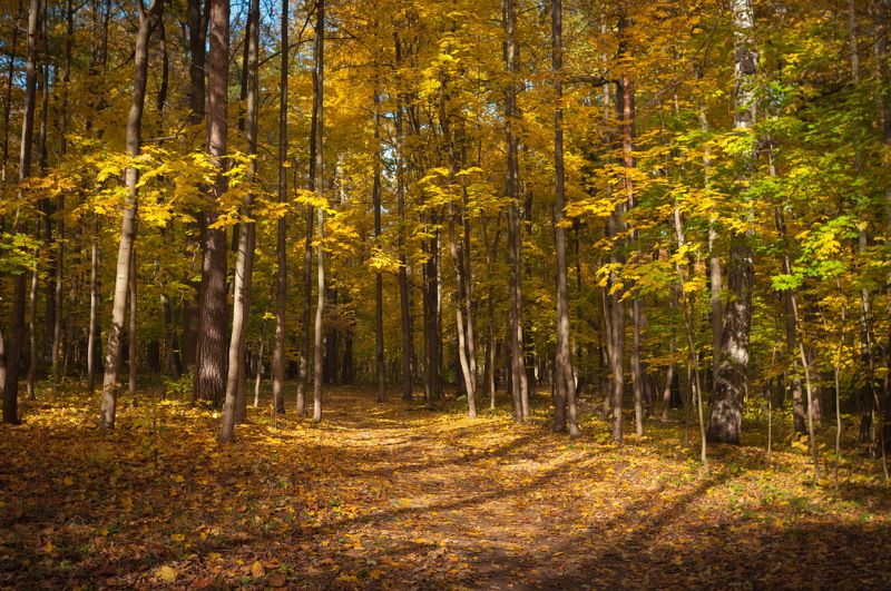 ОСЕНЬ серияphoto preview