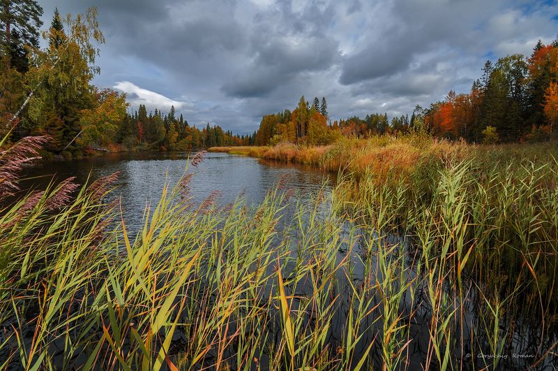великий двор, вологодчина, кема,север, осень, река, лес Осенняя Кема.photo preview