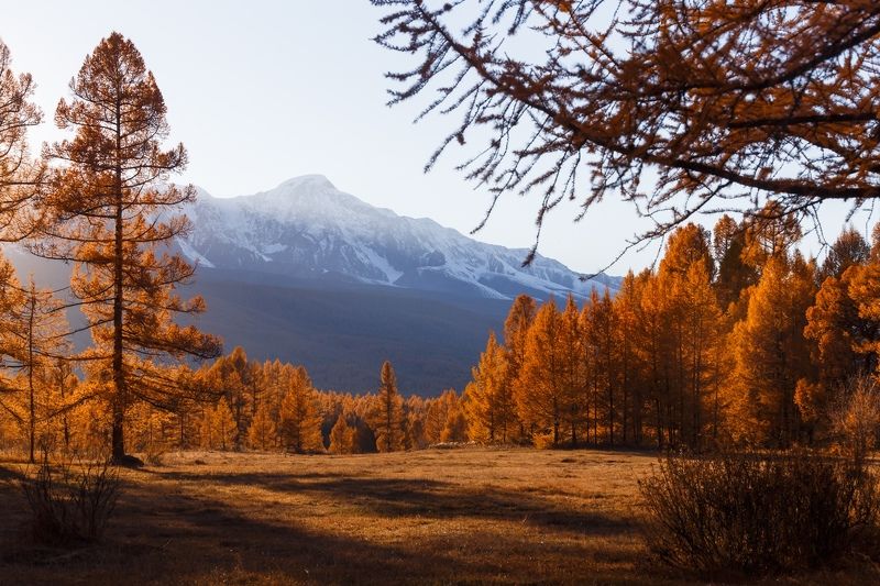 природа, алтай, горы, лес, осень, закат, солнце, nature, sunset, mountains, forest, autumn, light Золотой закатphoto preview