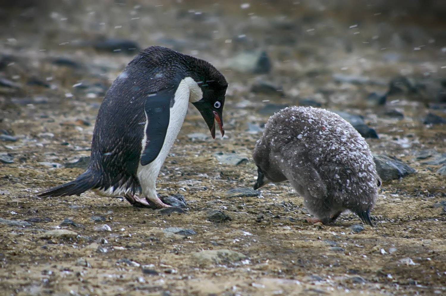 , Николай Шелепов
