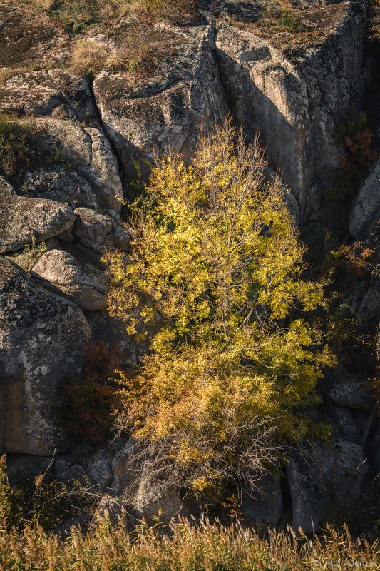 осень, желтый, закат, вечер, природа, свет, солнечный свет, контраст, дерево Дерево в окружении камней. Актовский каньон.photo preview