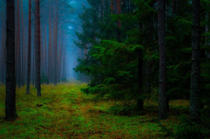 Bory Tucholskiephoto preview