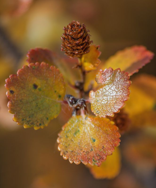 Карликовая берёзка.photo preview