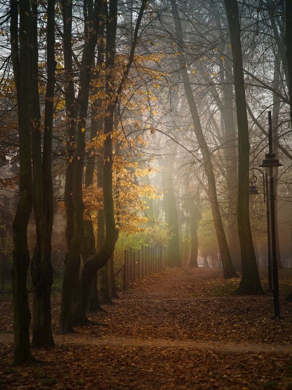 o świcie w miejskim parkuphoto preview