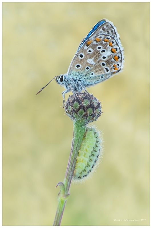 macro nature butterfly Family Reunionphoto preview