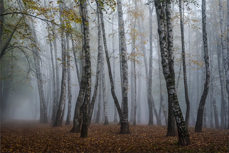 осень, парк, туман. Прогулка в туманеphoto preview