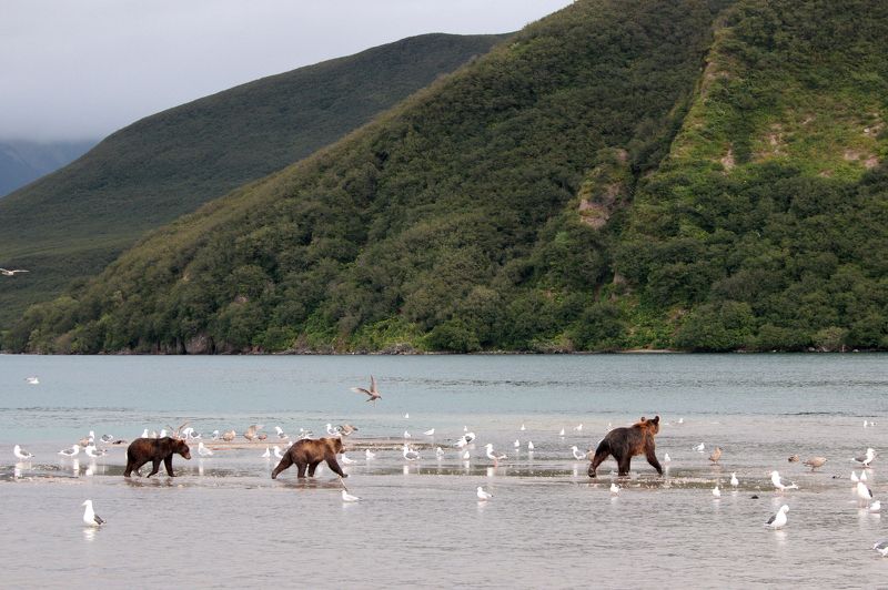 Медведь, озеро, камчатка, курильское озеро, бурый медведь, холм, гора Дом для медведейphoto preview