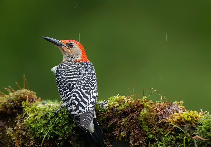 дятел, каролинский меланерпес, red-bellied woodpecker, woodpecker Дятел - Каролинский меланерпес -Red-bellied Woodpecker фото превью