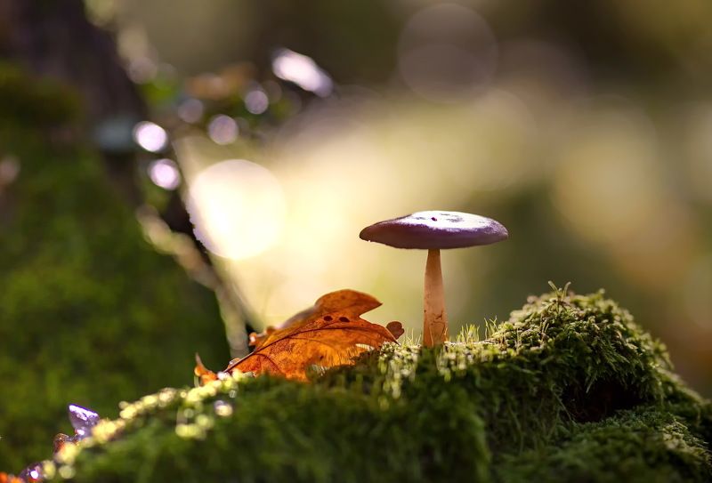 грибы азербайджан набрань кавказ осень лес мох красота природа Последние грибы уходящей осени.photo preview