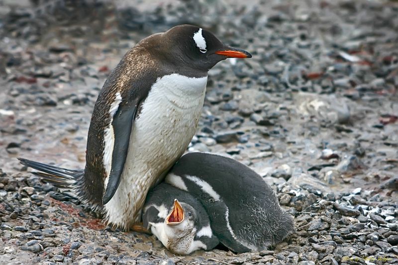 Антарктида 9 фото превью