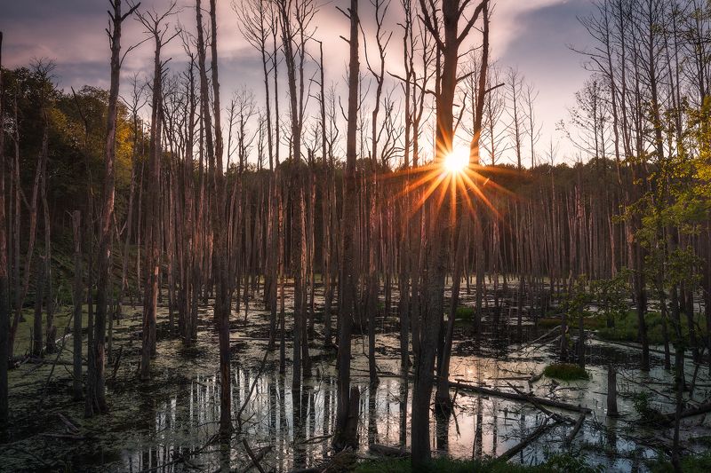 trees swamp sunstar sky water poland autumn Trees die while standing...photo preview