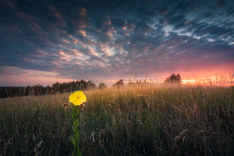 wildflower meadow sunstar sun sky clouds colours mood Alone in the crowd...photo preview