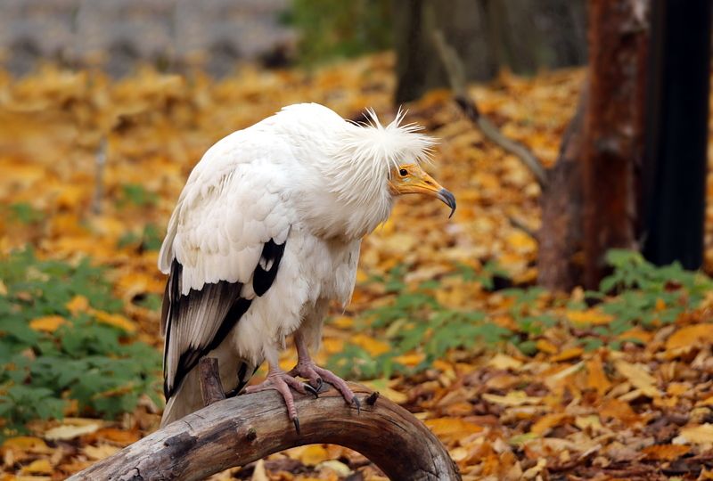 зоопарк, калининград, птицы, стервятник Стервятник фото превью