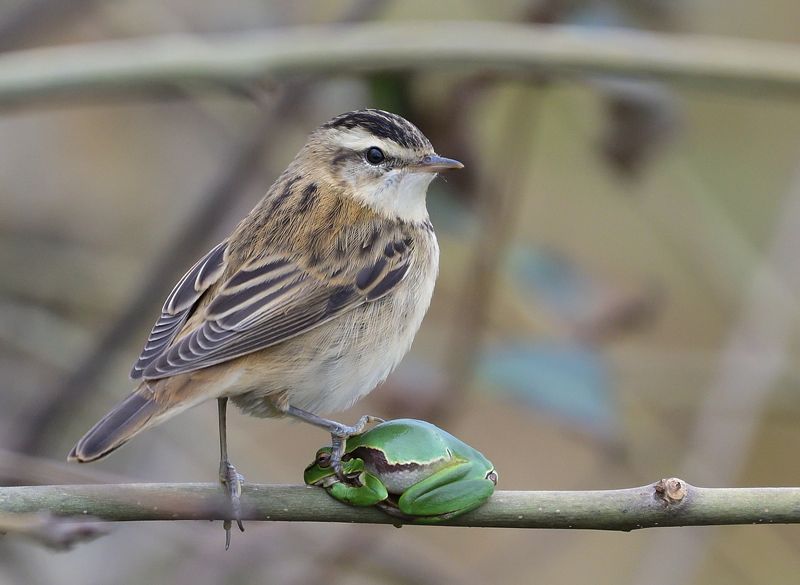 bird, frog, wildlife, birding, froging The right way to step on  frogphoto preview