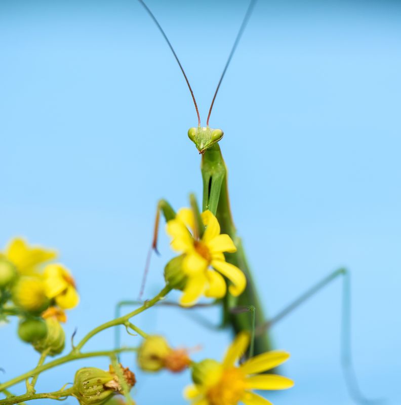 Зелённыйphoto preview