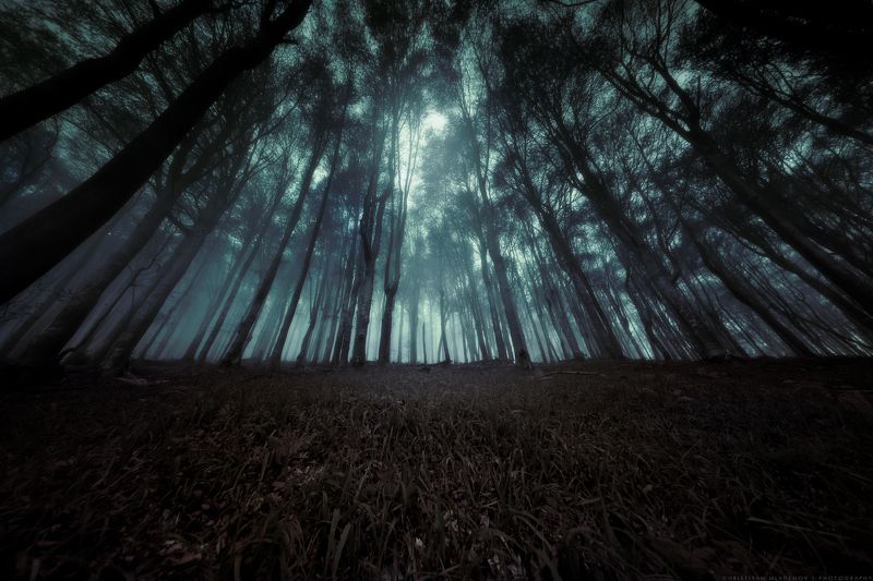 autumn, fall, landscape, forest, trees, wide angle, fog, mist, mountain, woods, spring, bulgaria, nature, green, plant, weed, leafs, dream, panorama, woodland, gora, mountain, grass, magic, dreamy, colors, foggy Dark Canopyphoto preview