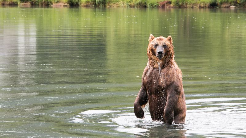 Медведь, камчатка, бурый медведь, курильское озеро, вода, зелёный Казановаphoto preview