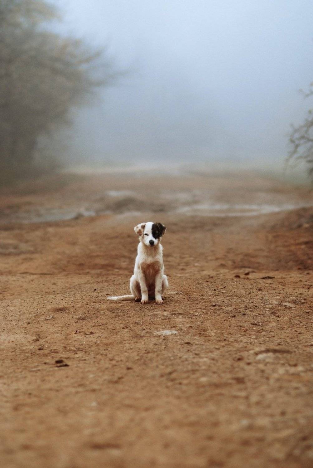 , Светлана Щемелева