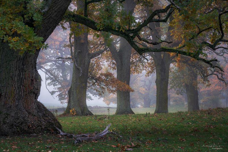 autumn, branches, fall, fall trees, fog, foggy, foliage, grass, horse, horse pasture, horses, leaf, meadow, mist, misty, moss, nature, oak, oak leaves, oak pasture, oak trees, oak -wood, orange, outdoor, pasture, tree branches, tree trunk, trees, wood, ye Fall\'ing in Love with the Taophoto preview