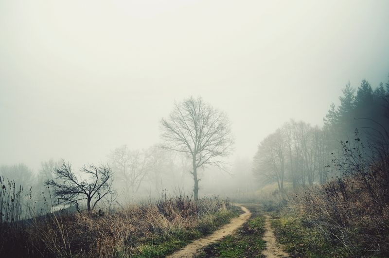 fog, landscape, autumn, туман, пейзаж, осень In the fogphoto preview