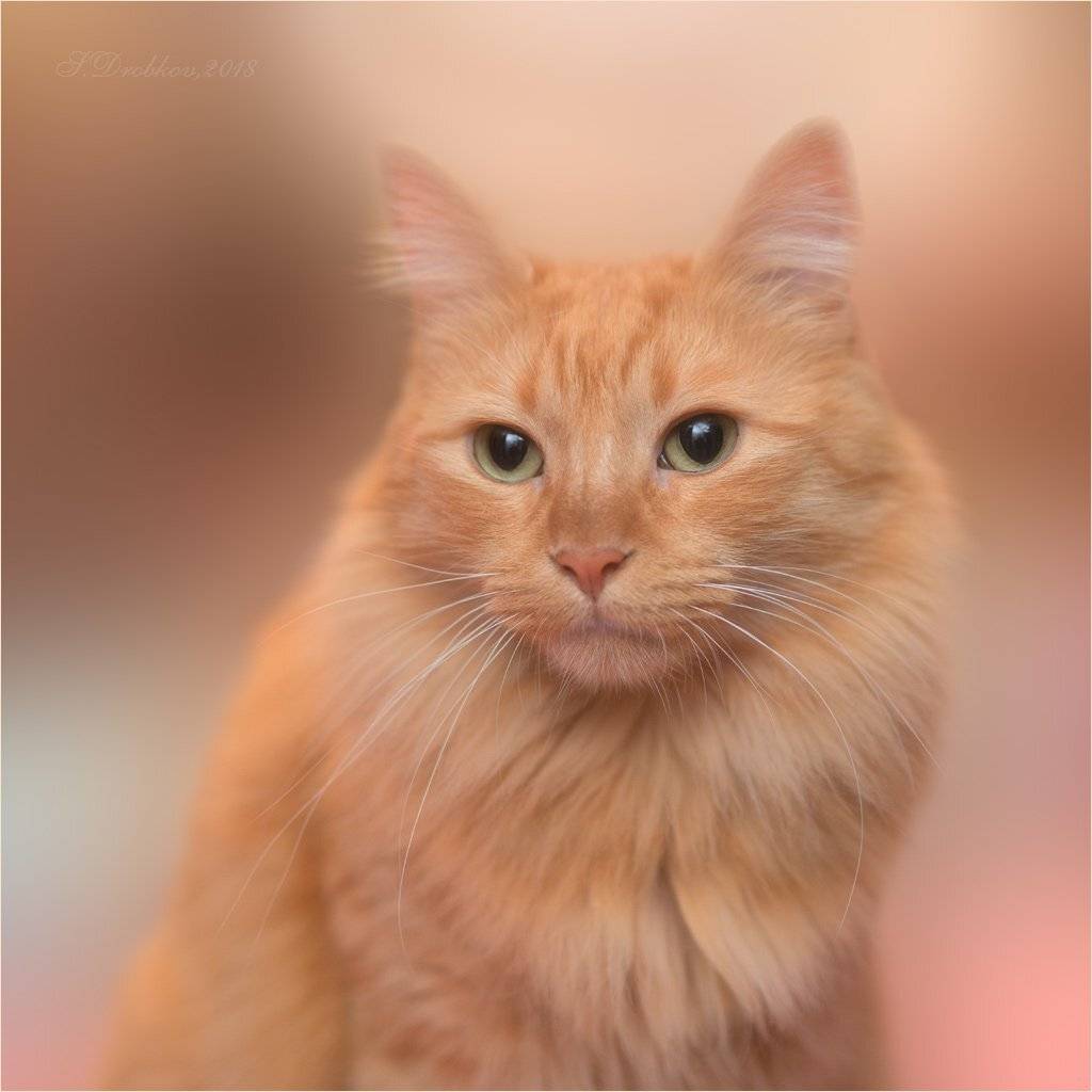 Портрет в тёплых тонах. Автор: Sergey Drobkov кошки, животные, портрет, Sergey Drobkov