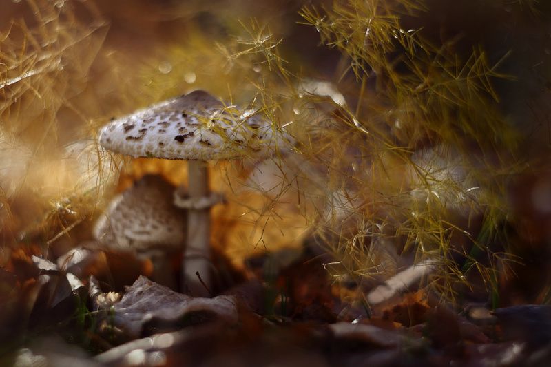 гриб,зонтик,осень,утро,солне Дни прощального тепла.photo preview