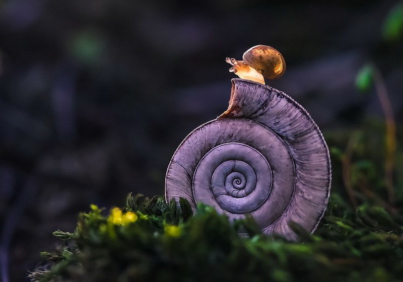 Родительский домphoto preview