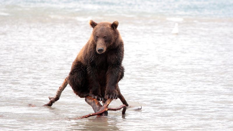 Медведь, камчатка, бурый медведь, курильское озеро, вода, дикая природа,  Грацияphoto preview