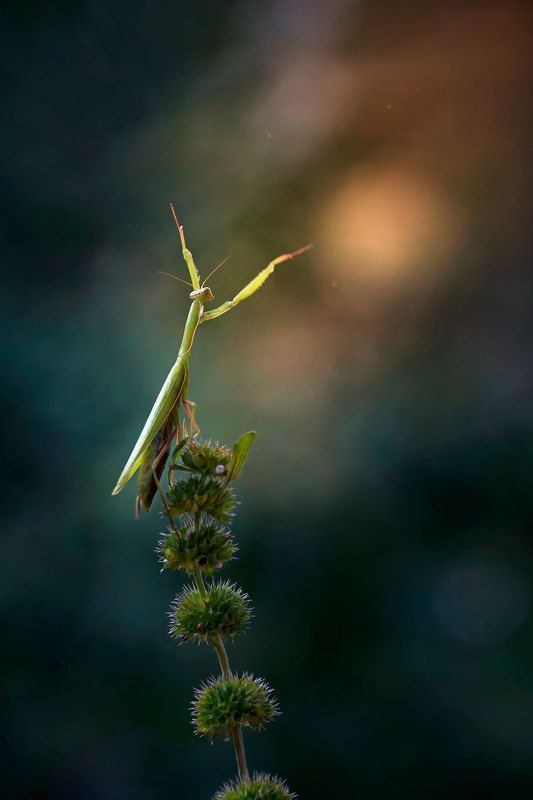 макро, природа, богомол, дирижер Дирижер вечернего оркестраphoto preview