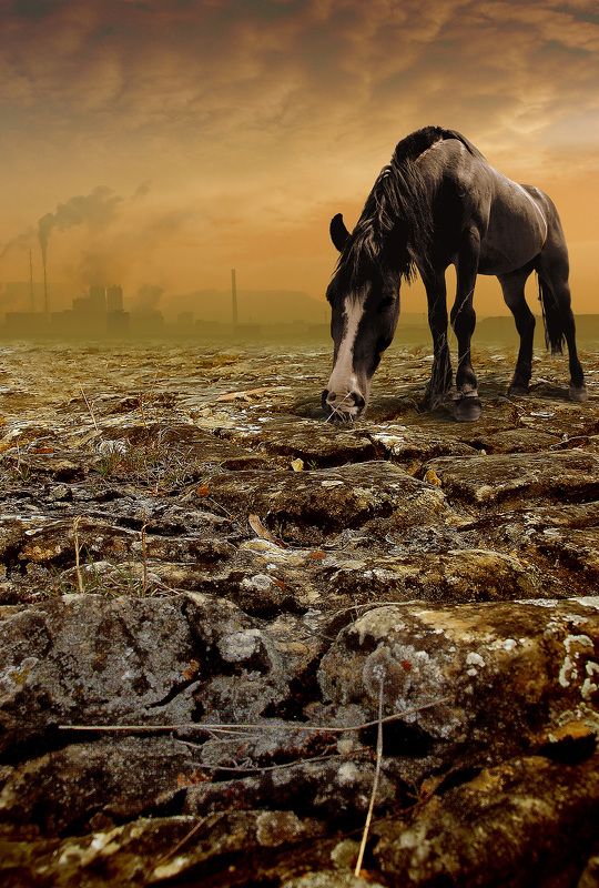 the last corn The last cornphoto preview