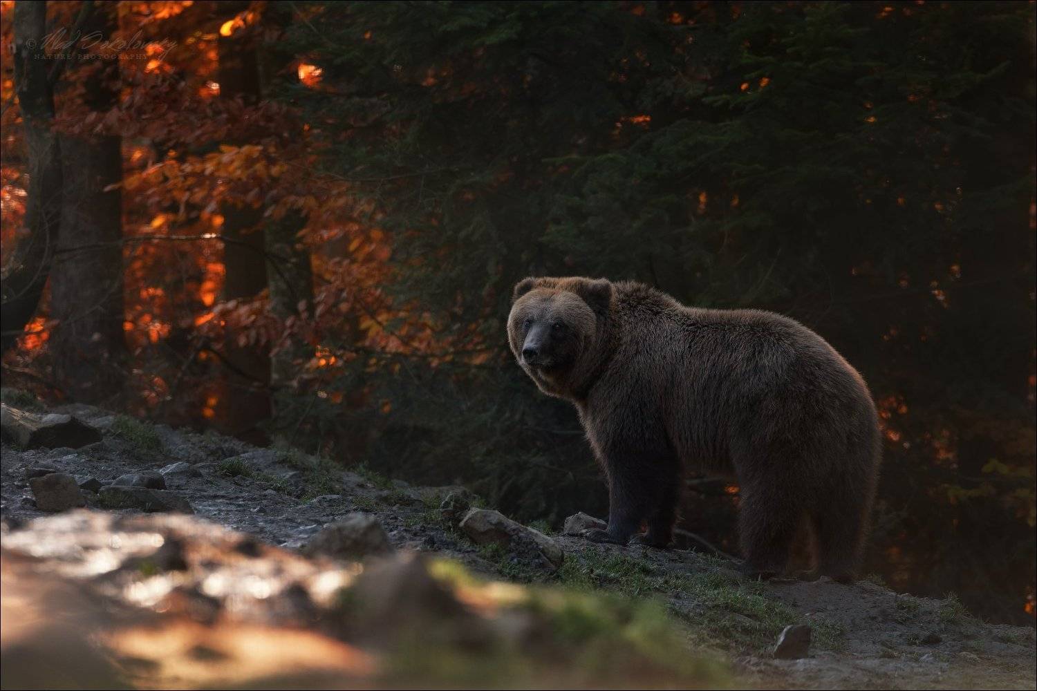 карпаты, синевир, бурый медведь, центр реабилитации бурого медведя, осень, bear, карпаты, водопад, шипот, украина, осень, горы, фототур по карпатам, влад соколовский, phototravel.pro, лумшоры, синевир, каменка, гук, ясиня, лазещина, петрос, говерла, горы,, Влад Соколовский