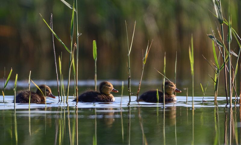 bird, duck, water, lake, reed, green, little In the water among the reedsphoto preview