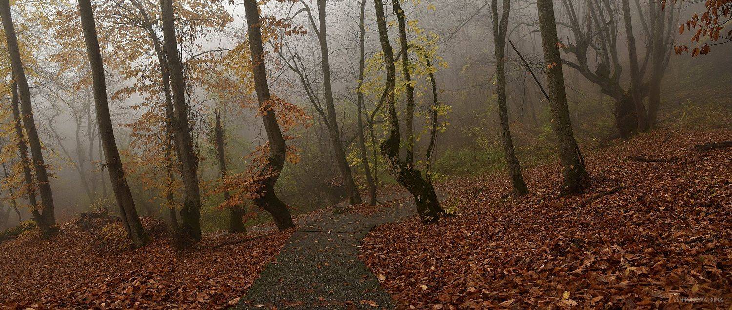 , Шипунова Ирина