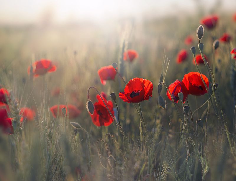 на закатеphoto preview