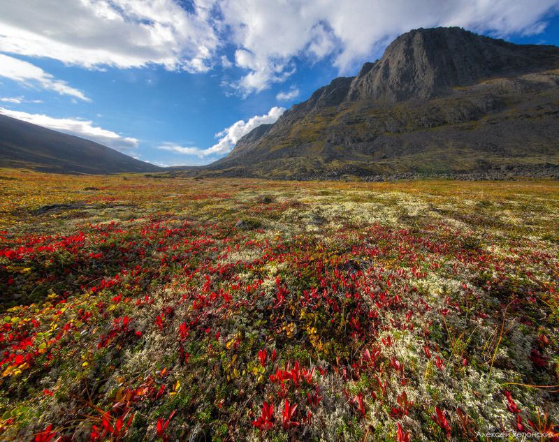 перевал,рудник,север,сейдозеро,осень,тундра,утро,горы, Под перевалом Эльморайокphoto preview