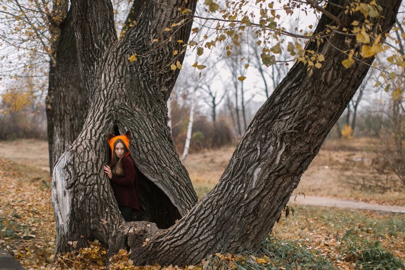 Autumn foxphoto preview