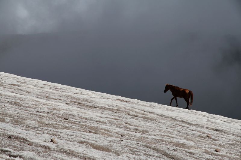 лошадь, ледник, горы, казбек, грузия, horse, glacier, mountains, kazbek, georgia, альпинизм, mountaineering Одинокая лошадьphoto preview