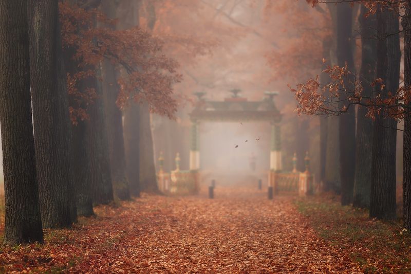 питер, пушкин, царское село, царское, александровский парк,  городской пейзаж,  пейзаж, санкт-петербург Осенний сон...photo preview