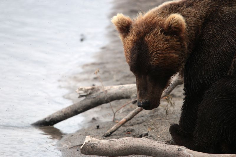 медведь, камчатка, бурый медведь, курильское озеро, вода, дикая природа, Погружен в себяphoto preview