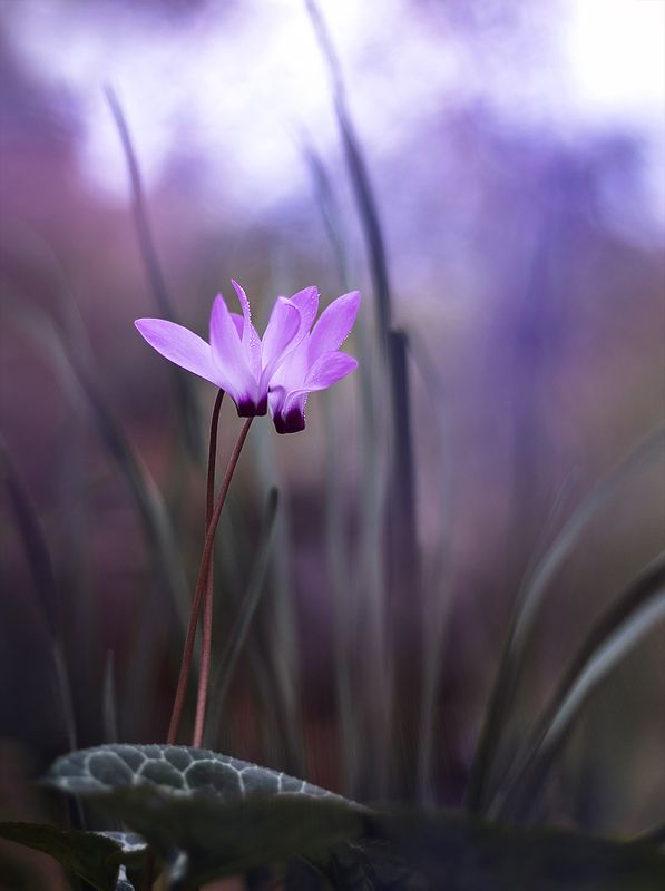 лесная парочкаphoto preview