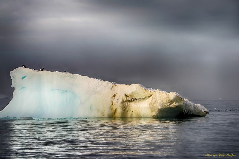 Антарктида 14 фото превью
