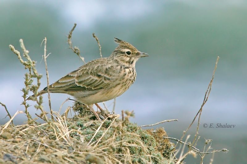 birds, хохлатый жаворонок,птица,птицы,фотоохота,galerida cristata Хохлатый жаворонокphoto preview